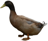 buff duck