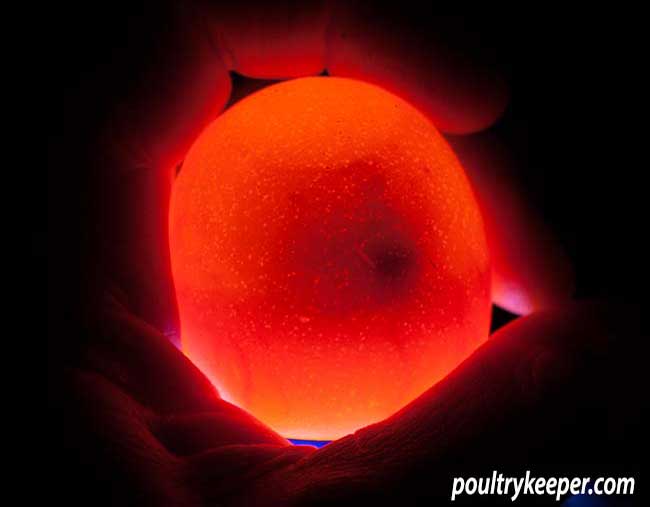 Candling Turkey Eggs Chart