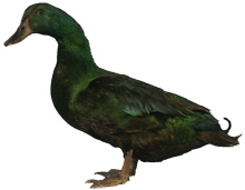 Cayuga Drake