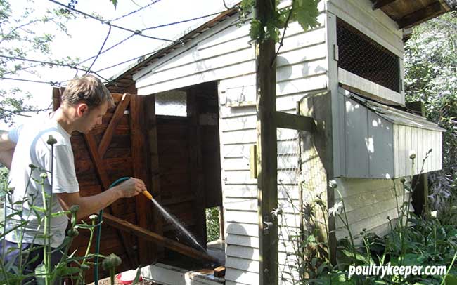 Cleaning a Chicken House with Red Mite