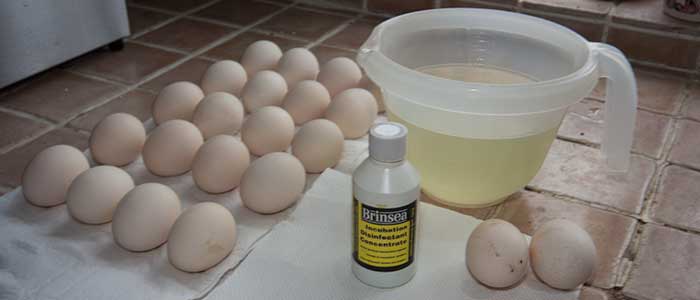 Cleaning Hatching Eggs