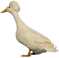 Crested Duck