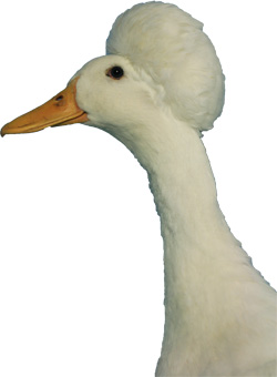 Duck Breed Chart With Pictures