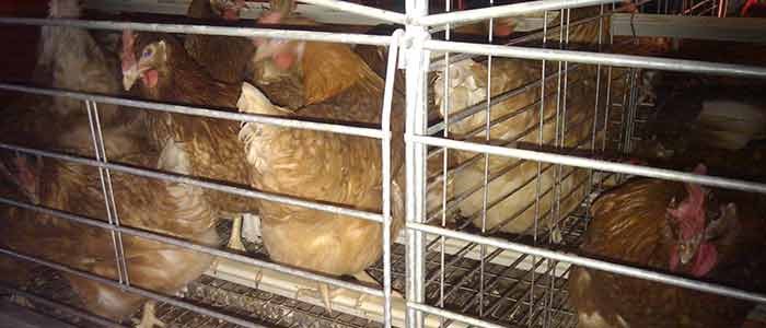 Enriched Battery Cage