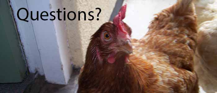 Rehoming Battery Hens FAQ