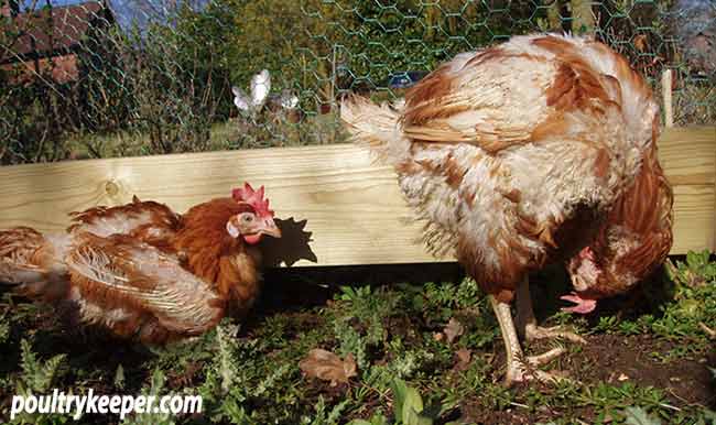 Ex-Battry-Hens-in-Garden