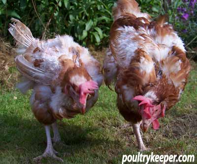 Ex Battery Hens