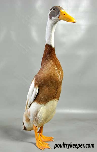 Indian Runner Ducks