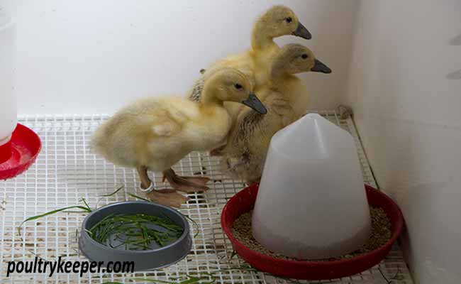 Feeding Ducklings