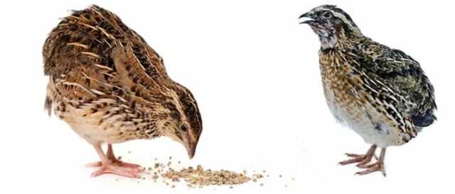 Feeding Quail 1 Feeding Quail feat
