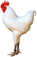 German Langshan Chicken
