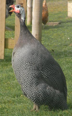 Guinea fowl calling