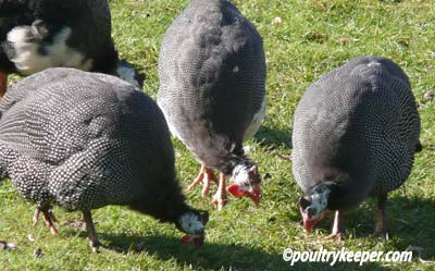 Guinea fowl eating