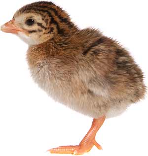 Guinea fowl keet