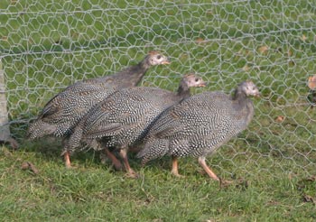 Guinea Fowl Keets