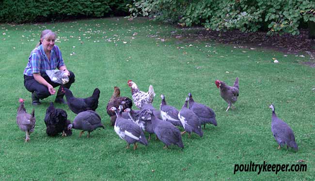 Guinea fowl and chickens