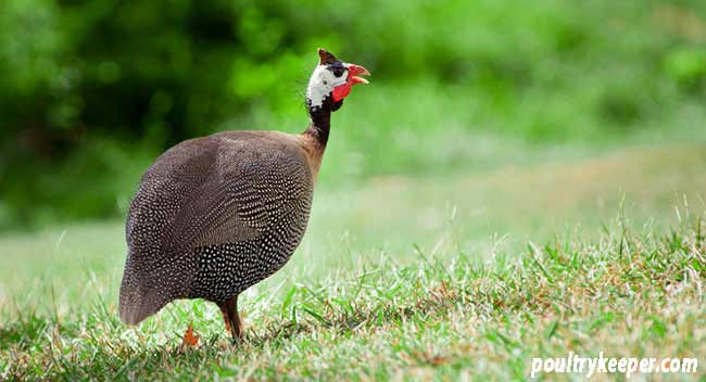 Guinea Fowl on Lawn