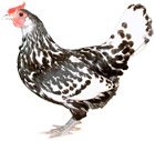 Hamburgh Chicken