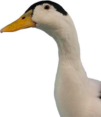 Head of Magpie Duck