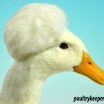 Head of White Crested Duck