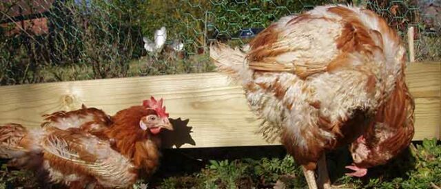 Common Health Problems of an Ex-Battery Hen 5 Health-problems-Ex-Battery-Hens