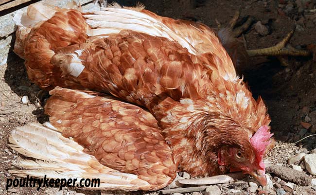 Hen-with-Newcastle-Disease