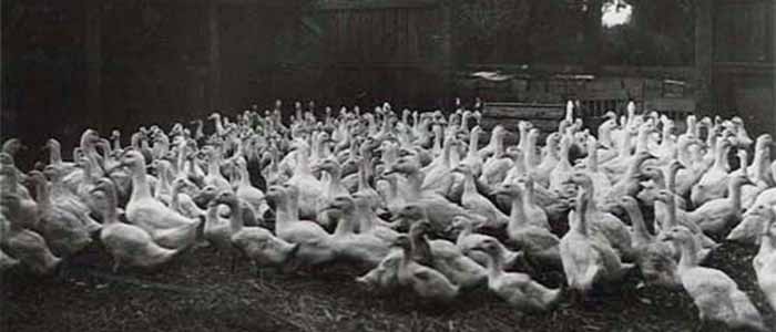 History of Aylesbury Ducks