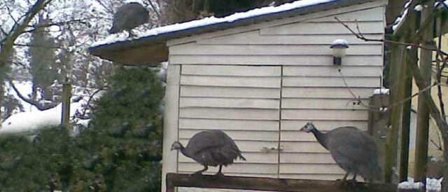 Housing Guinea Fowl