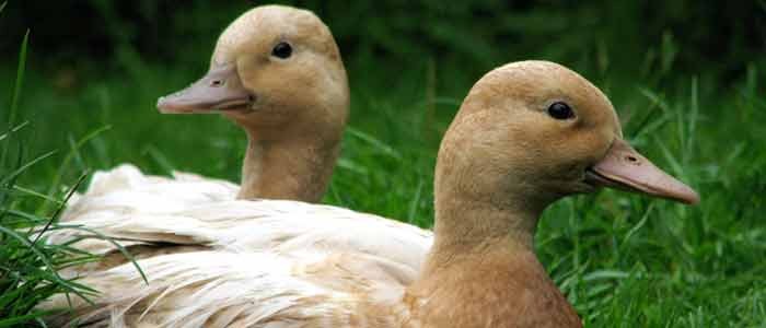 Call Ducks on Grass