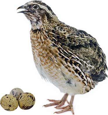 quail bird eggs