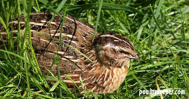 Beginners Guide To Keeping Quail