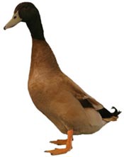Campbell Duck