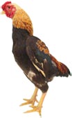 Ko Shamo Chicken