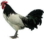 Lakenvelder Chicken