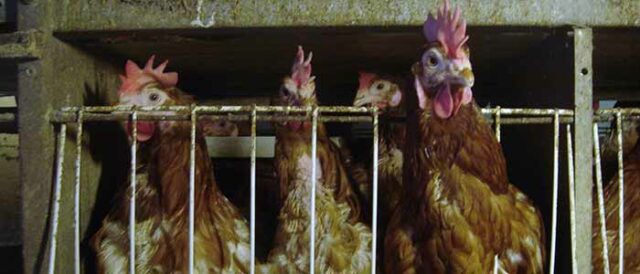 The Life of a Battery Hen 35 Life-of-Ex-Battery-Hen