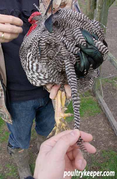 Long Tail Feather of Barred Wyandotte