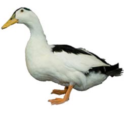 Magpie Duck