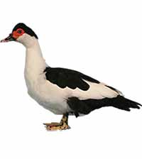 Muscovy Duck