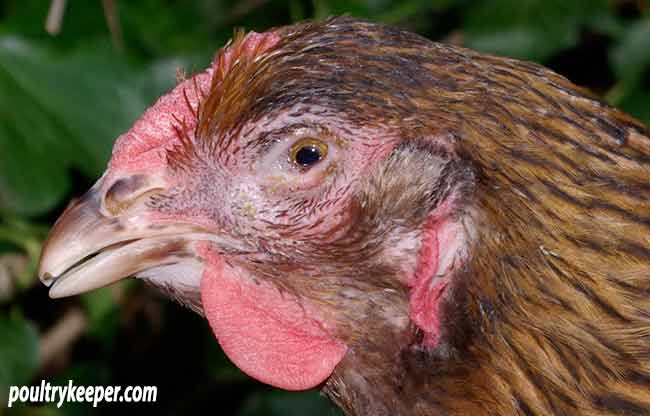 Inspecting a Chicken for Good Health