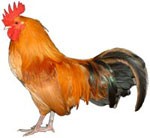 Nankin Bantam