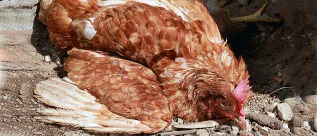Newcastle Disease