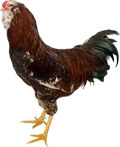 Russian Orloff Chicken