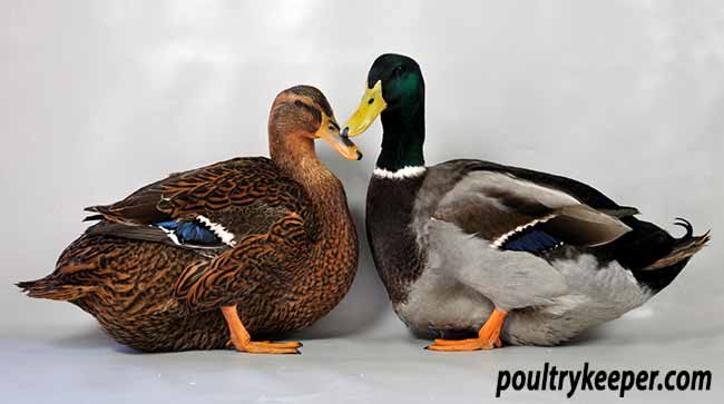 Pair of Rouen Ducks