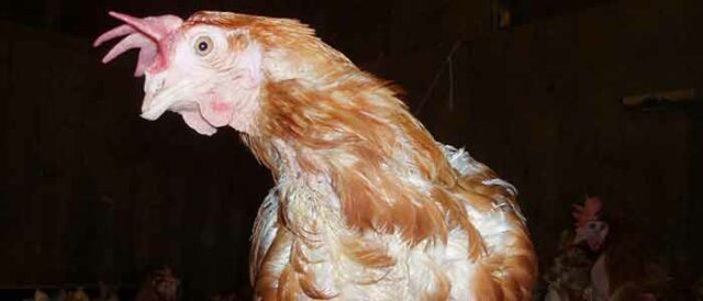 Ex Battery Hen