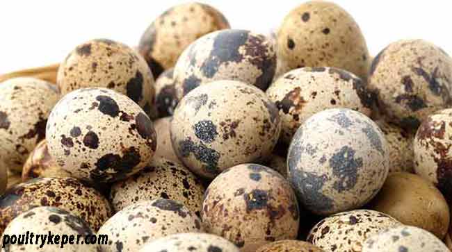 Quail Eggs