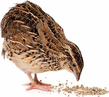 Feeding Quail