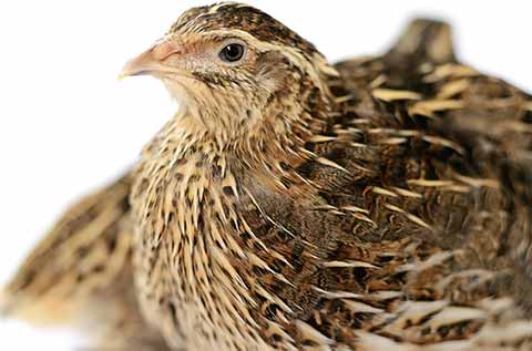 Quail are pecking out feathers  BackYard Chickens - Learn How to Raise  Chickens