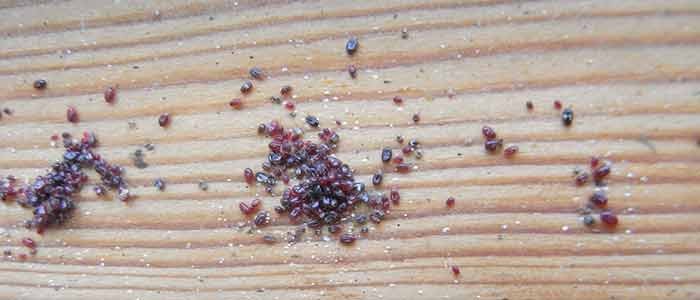 Red Mites