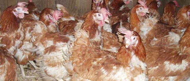 Rehoming Ex-Battery Hens