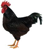 Rhode Island Red Chicken